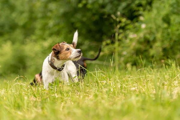 Dos Amigos Animales Hermoso Prado Verde Primavera Orgulloso Perro Paron —  Fotos de Stock