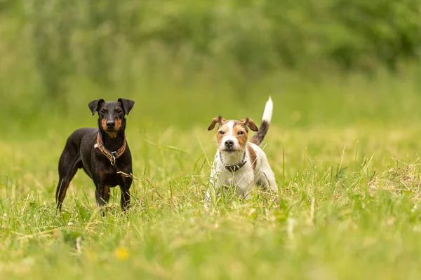 Pastor Russell Terrier Černý Manchester Terrier Dog Dva Malé Krásy — Stock fotografie