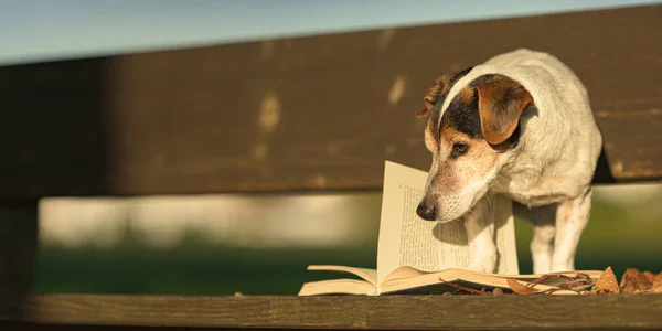 Russell Terrier Läser Bok Bänk Hunden — Stockfoto