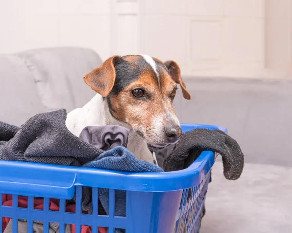 Cão Estátua Encontra Numa Cesta Lavandaria Com Roupa Interior Dobrada — Fotografia de Stock