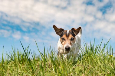 Köpek bahar çayırında rahatça koşuyor. Safkan FCI Jack Russell Terrier 10 yaşında. Saç stili pürüzsüz