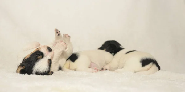 Cachorros Semanas Pura Raza Recién Nacido Muy Pequeño Jack Russell — Foto de Stock