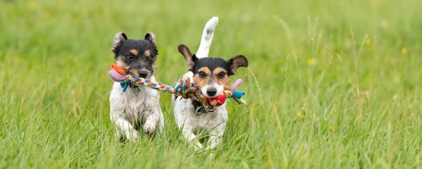 Dois Cães Correm Brincam Com Uma Bola Prado Filhote Cachorro — Fotografia de Stock