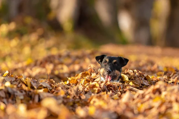 Mały Mały Jack Russell Terrier Pies Dużo Zabawy Jesiennych Liściach — Zdjęcie stockowe