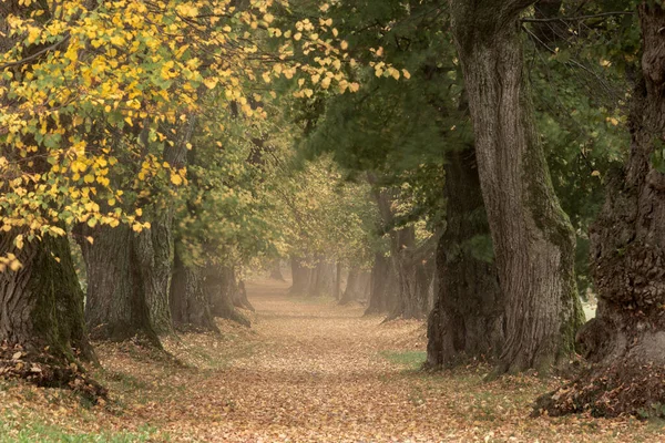 Hermoso Callejón Tilo Otoño Alemania Baviera Cerca Mindelheim —  Fotos de Stock