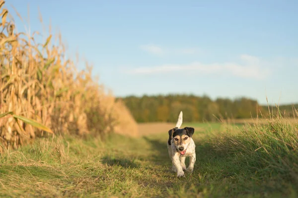 Una Belleza Linda Pequeña Jack Russell Terriers Perro Está Caminando —  Fotos de Stock