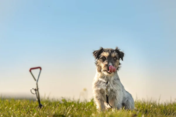 かわいいジャックラッセルテリア犬は 牧草地で地球のフックにつながって待っています — ストック写真