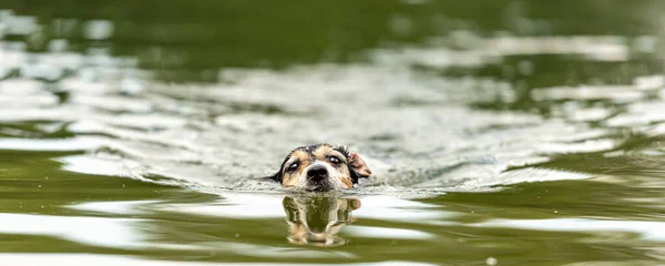 Милий Малий Джек Рассел Тір Плаває Прекрасному Озері — стокове фото