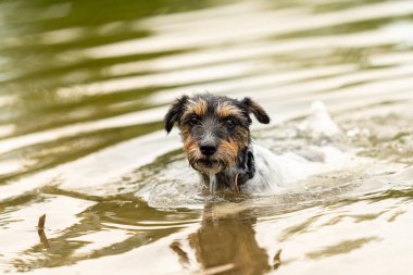 Küçük şirin Jack Russell Terrier köpeği güzel bir gölde yüzüyor.