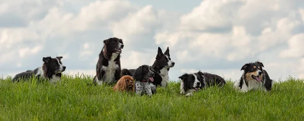 Sok Engedelmes Kutyák Határ Collies Más Minden Korban Fiatal Kutya — Stock Fotó