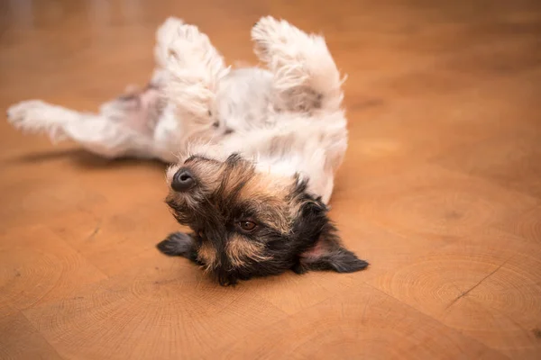 Pies Leżący Góry Nogami Plecach Niegrzeczny Pies Myśliwski Jack Russell — Zdjęcie stockowe