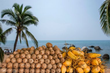 Hainan Xinglong Güney tropik yağmur ormanı OteIi Hindistan cevizi meyve önünde stand