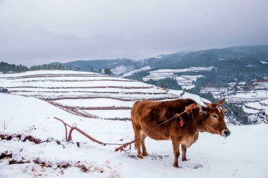 Dongchuan, Yunnan kırmızı toprak çiftçi karlı köy ve Çiftlik Turizmi