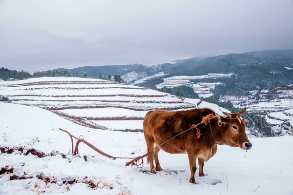 Dongchuan, Yunnan roter Landbauer in schneebedecktem Ackerland — Stockfoto