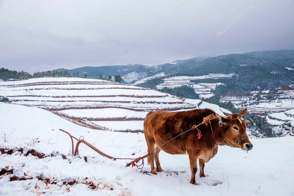 Dongchuan, Yunnan Red Land Farmer in snowy farmland
