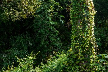 Doğu spa Chongqing şehir şehir, Baisha tapınak tapınak çevre