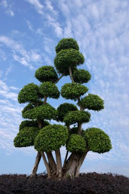 Chongqing manzara Ficus broşürler