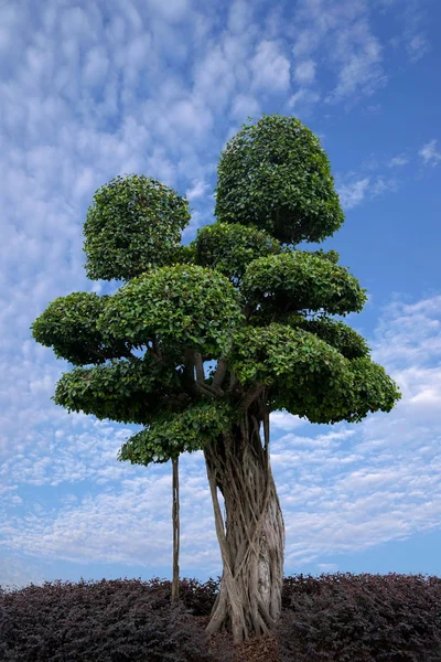 Chongqing manzara Ficus broşürler