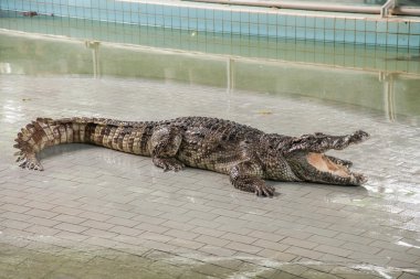 Pattaya Timsah çiftliği milyon yıl fosil Park Haritayı