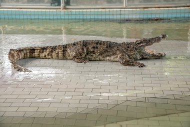 Pattaya Crocodile Farm Million Years Fossil Park show clipart
