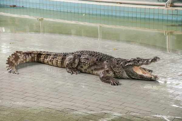 Voir la Pattaya Crocodile Farm Million Years Fossil Park — Photo