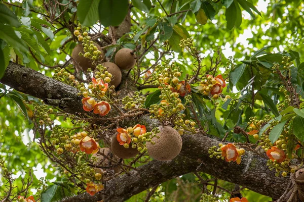 Chiang Mai, Thaïlande Suthep Doi Suthep Bouddha arbre — Photo