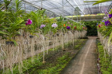 Tayland açık Mylan Bahçe