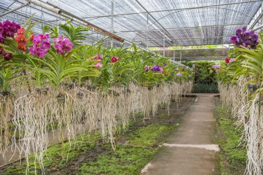 Tayland açık Mylan Bahçe