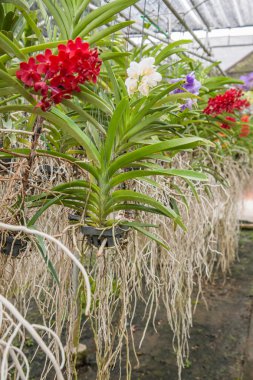 Tayland açık Mylan Bahçe