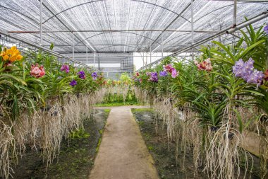 Tayland açık Mylan Bahçe