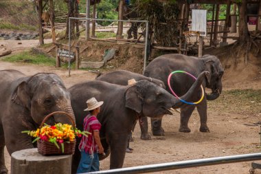 Chiang Mai, Tayland fil eğitim kampı fil gösterisi