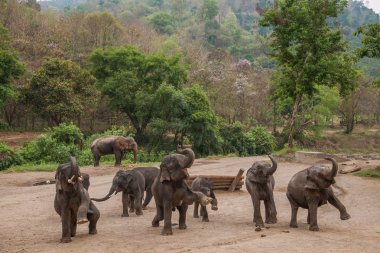 Chiang Mai, Thailand Elephant training camp Elephant show clipart