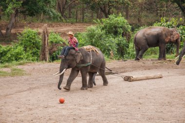 Chiang Mai, Tayland fil eğitim kampı fil gösterisi