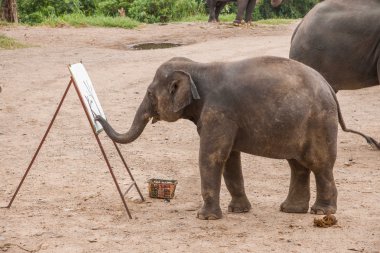 Chiang Mai, Thailand Elephant training camp Elephant show clipart