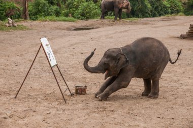 Chiang Mai, Tayland fil eğitim kampı fil gösterisi