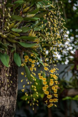 Parazit bitki ağaçlar yetiştirilen woods Chiang Mai, Tayland