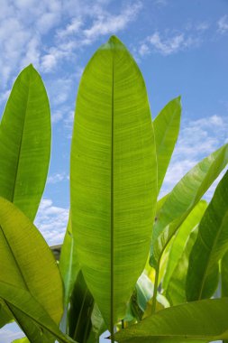 Güneşin bir muz yaprak