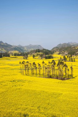 Bazi Luoping kanola çiçek Niujie İlçesi