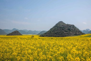Luoping kanola çiçek çiçek bazı küçük bir yama üzerinde