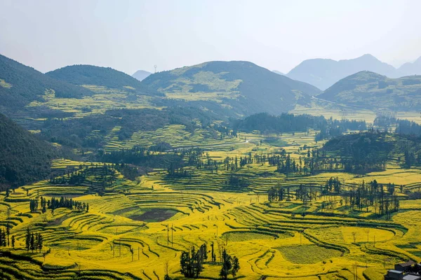 Luoping Niujie viti terrazzato villaggio di montagna Campo fiore di colza — Foto Stock