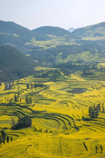 Luoping Niujie viti terrazzato villaggio di montagna Campo fiore di colza — Foto Stock