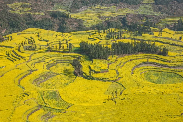 Luoping Niujie tornillos terrazas pueblo de montaña Campamento flor de canola — Foto de Stock