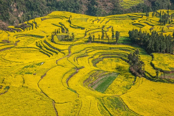 Luoping Niujie parafusos terraced montanha aldeia Camp canola flor — Fotografia de Stock