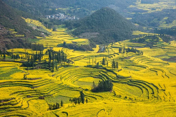 Luoping Niujie tornillos terrazas pueblo de montaña Campamento flor de canola —  Fotos de Stock