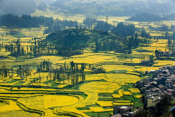 Luoping Niujie tornillos terrazas pueblo de montaña Campamento flor de canola —  Fotos de Stock