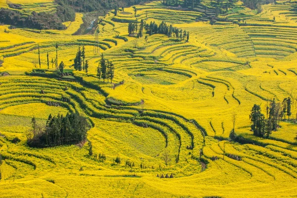 Luoping Niujie tornillos terrazas pueblo de montaña Campamento flor de canola — Foto de Stock