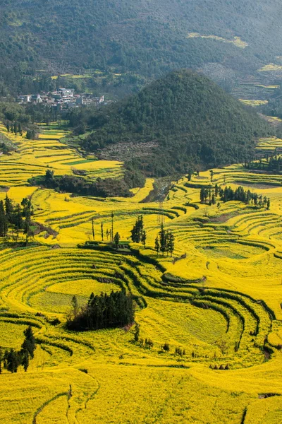 Luoping Niujie viti terrazzato villaggio di montagna Campo fiore di colza — Foto Stock