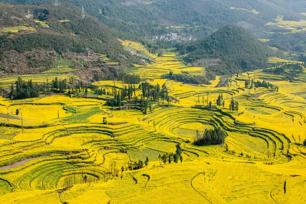 Luoping Niujie viti terrazzato villaggio di montagna Campo fiore di colza — Foto Stock