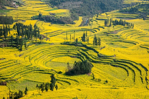 Luoping Niujie tornillos terrazas pueblo de montaña Campamento flor de canola — Foto de Stock