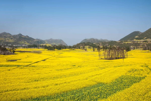 Bazi Luoping fiore di colza sulla Niujie Township — Foto Stock